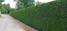 Formowanie żywopłotu, drzew i krzewów. BanGarden - 2