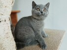 Piękne kocięta brytyjskie , rodowód Felis Polonia - 1