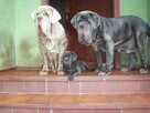 Mastino Napoletano.Mastif Neapolitański - szczenięta - 9