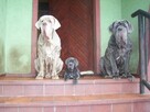 Mastino Napoletano.Mastif Neapolitański - szczenięta - 10