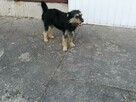 Fado - cudowny psiak czeka na adopcję - 4