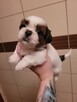 Szczeniaki Shih Tzu