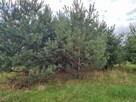 Działka Dąbrowa gm. Kuślin - 4