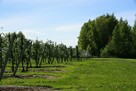 Dom i sady przy DK19/Via Carpatia/2km od Lubartowa - 11