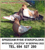 Rysie staropolskie - 2