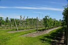 Dom i sady przy DK19/Via Carpatia/2km od Lubartowa - 14