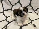 Szczenięta Rasy Shih-Tzu - 5
