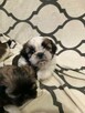 Szczenięta Rasy Shih-Tzu - 3