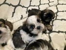 Szczenięta Rasy Shih-Tzu - 1