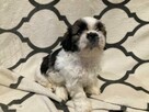 Szczenięta Rasy Shih-Tzu - 2