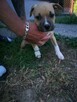 Suczki Amstaff szczeniaki FCI - 6