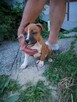 Suczki Amstaff szczeniaki FCI - 5