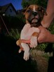 Suczki Amstaff szczeniaki FCI - 4