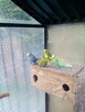 Papugi Rozelle nimfy faliste zeberki ryzowce mewki - 11