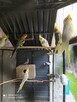 Papugi Rozelle nimfy faliste zeberki ryzowce mewki - 10