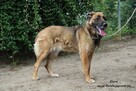 Elara - sympatyczna suczka - 4