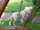 Golden retriever 2 ostatnie suczki - 12