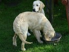 Golden retriever 2 ostatnie suczki - 2