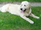 Golden retriever 2 ostatnie suczki - 1