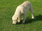 Golden retriever 2 ostatnie suczki - 5