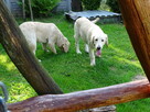 Golden retriever 2 ostatnie suczki - 11
