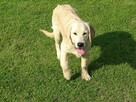 Golden retriever 2 ostatnie suczki - 4