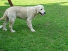 Golden retriever 2 ostatnie suczki - 10