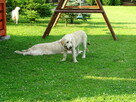 Golden retriever 2 ostatnie suczki - 8