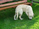 Golden retriever 2 ostatnie suczki - 13