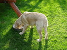 Golden retriever 2 ostatnie suczki - 6