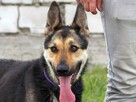 CIARA wesoła pogodna bezproblemowa sunia szuka PILNIE domku - 7