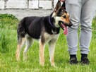 CIARA wesoła pogodna bezproblemowa sunia szuka PILNIE domku - 8