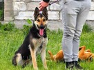 CIARA wesoła pogodna bezproblemowa sunia szuka PILNIE domku - 10