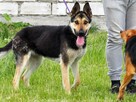 CIARA wesoła pogodna bezproblemowa sunia szuka PILNIE domku - 9