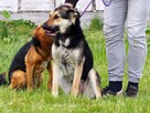 CIARA wesoła pogodna bezproblemowa sunia szuka PILNIE domku - 11