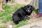 Sznurek - poczciwy, kochany psi senior szuka domu na jesień - 5