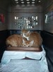 TRANSPORT ZWIERZĄT Psów kotów Taxi dla Pupila