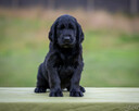 Szczeniak gładkowłosy retriever