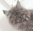 Kot brytyjski długowłosy - 1