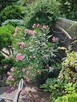 sprzedam oleander kwitnący - 2