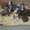 American Staffordshire Terrier - 8