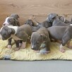 American Staffordshire Terrier - 5