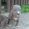 American Staffordshire Terrier - 1