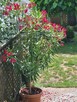 sprzedam oleander kwitnący - 1