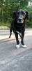 Do adopcji Hamlet, 19kg, kochany, ułożony psiak - 2