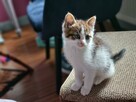Kotki do adopcji - 10
