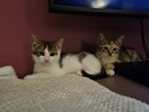 Kotki do adopcji - 4
