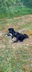 Hamlet psie cudo do adopcji, ułożony przytulas, 19kg - 4