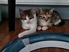 Kotki do adopcji - 8