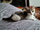 Kotki do adopcji - 5